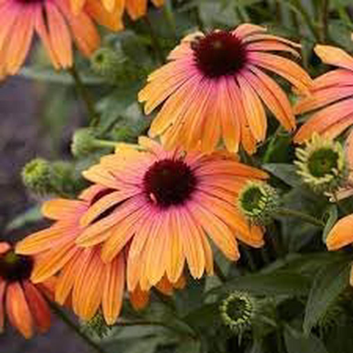 Yellow & Pink Echinacea purpurea Seeds for Planting  Heirloom, Non-GMO Wildflower Seeds for Pollinator & Home Gardens