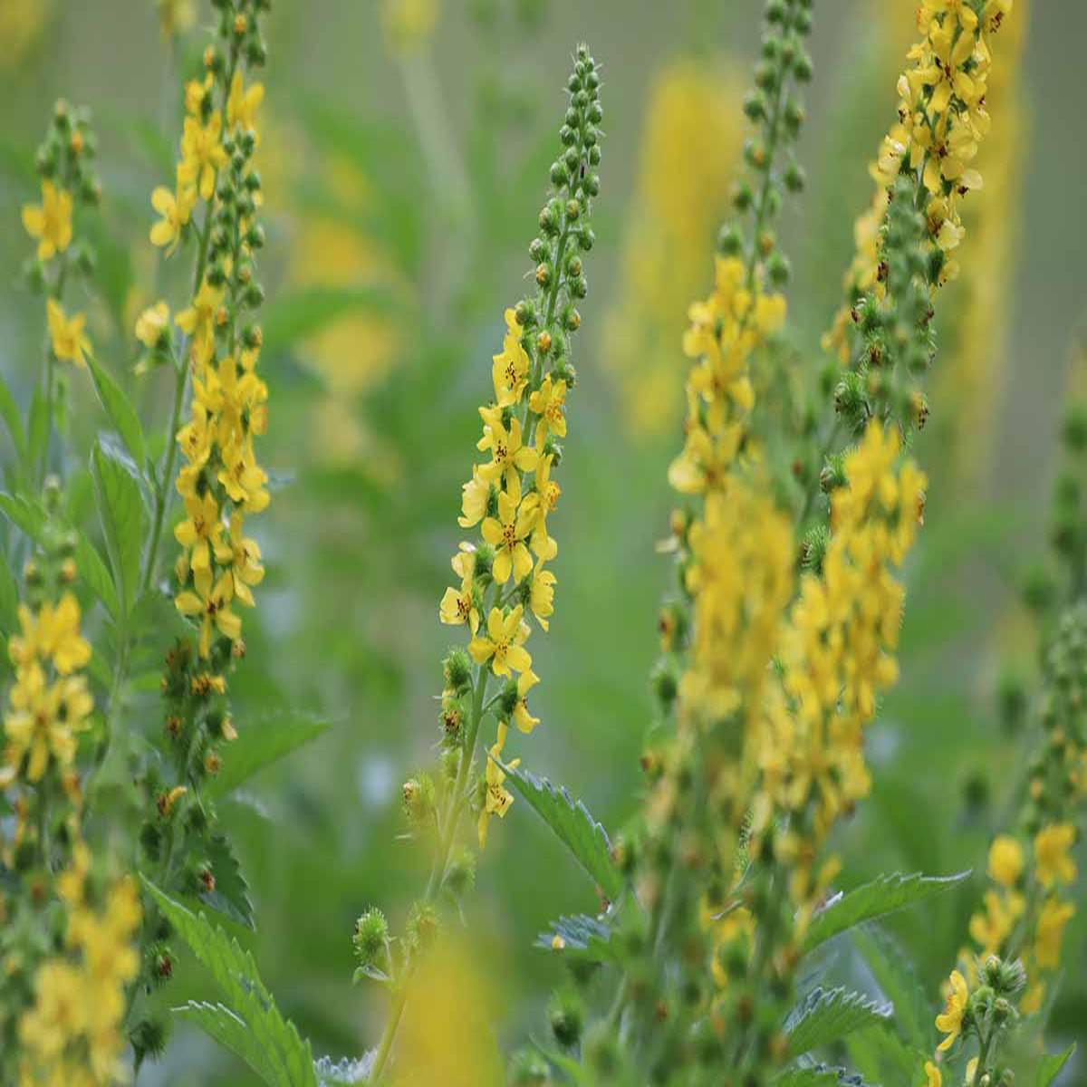 Agrimonia Flower Seeds for Planting Heirloom, Non-GMO, High Germination, Organic Garden Seeds