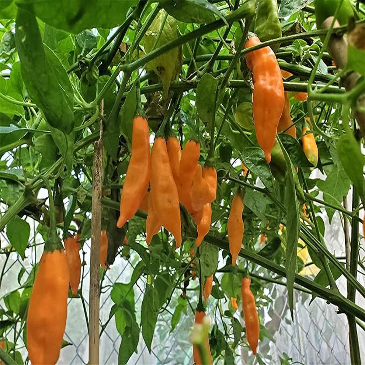 Aji Mango Chile Pepper Seeds for Planting  Heirloom, Non-GMO, Fruity Hot Peppers  High Germination