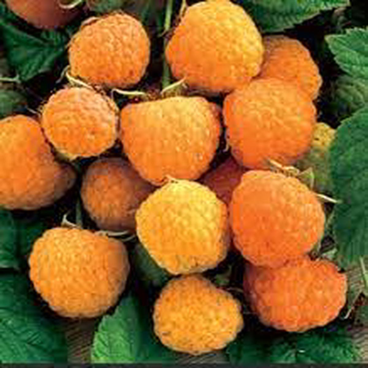 Anne Yellow Raspberry fruit seeds for planting - Heirloom & Non-GMO Garden seeds