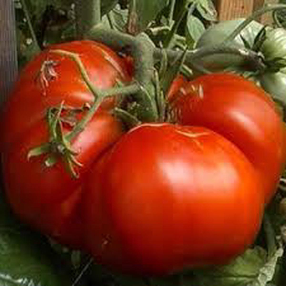 Beefsteak Tomato Seeds for Planting Heirloom, Non-GMO Yellow & Red Organic Seeds Large Fruits, High Germination