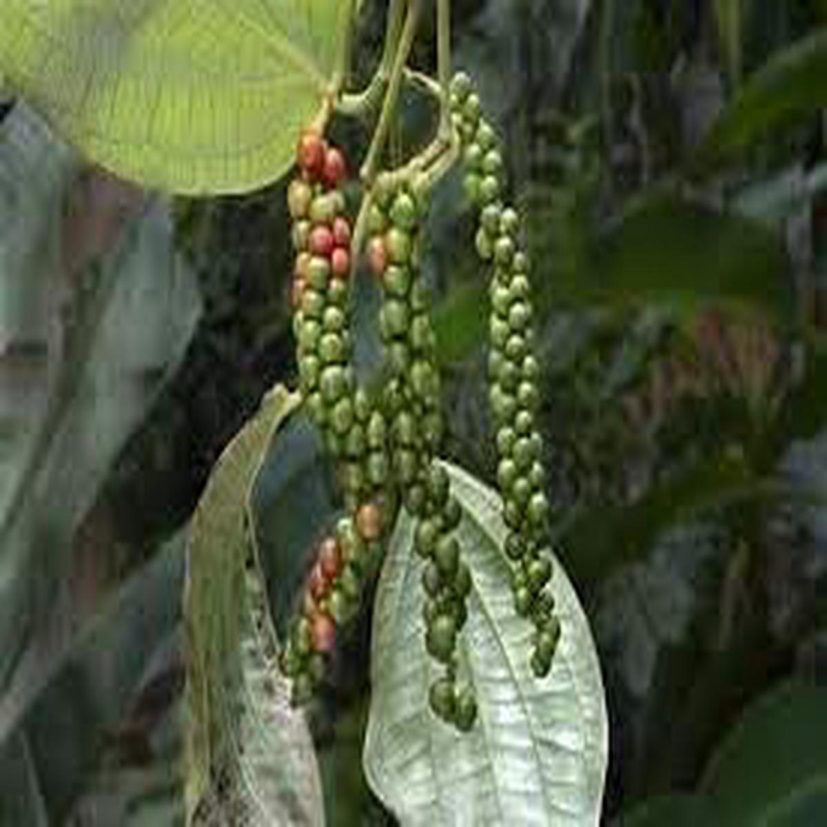 Black Pepper Seeds for Planting heirloom & Non-GMO seeds, essential spice for culinary gardens