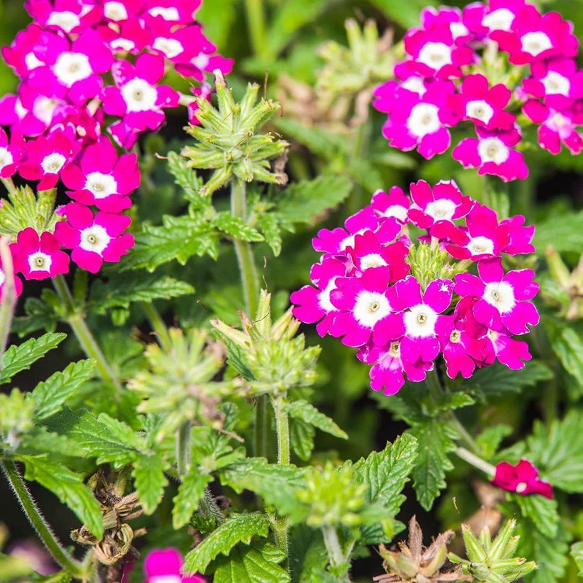 Burgundy Verbena Flower Seeds for Planting Heirloom, Non-GMO, High Germination Organic Garden Seeds