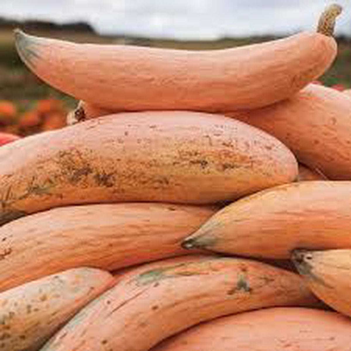 Candy Roaster Vegetable Seeds for Planting  Heirloom, Non-GMO, High Germination Organic Garden Seeds