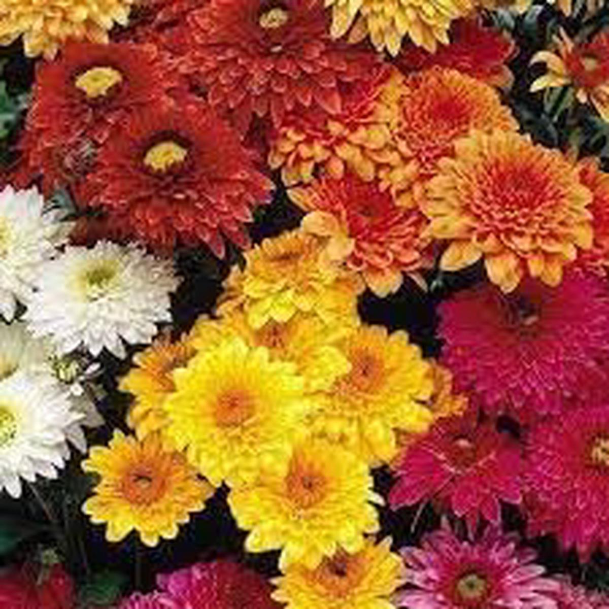 Chrysanthemum Flower Seeds for Planting Heirloom, Non-GMO, High Germination Garden Seeds