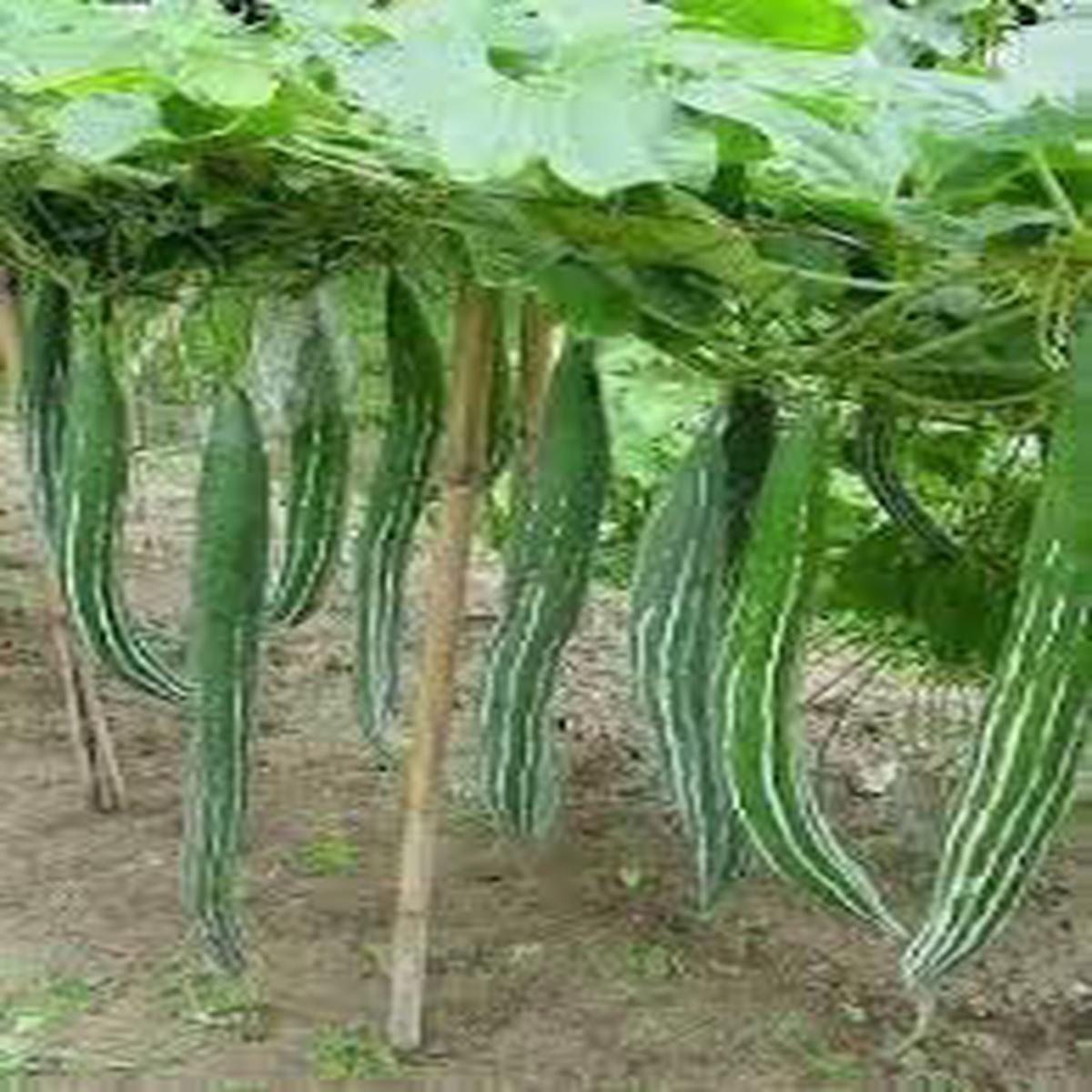 Cucumerina Seeds for Planting Heirloom & Non-GMO, High Germination Organic Garden Seeds