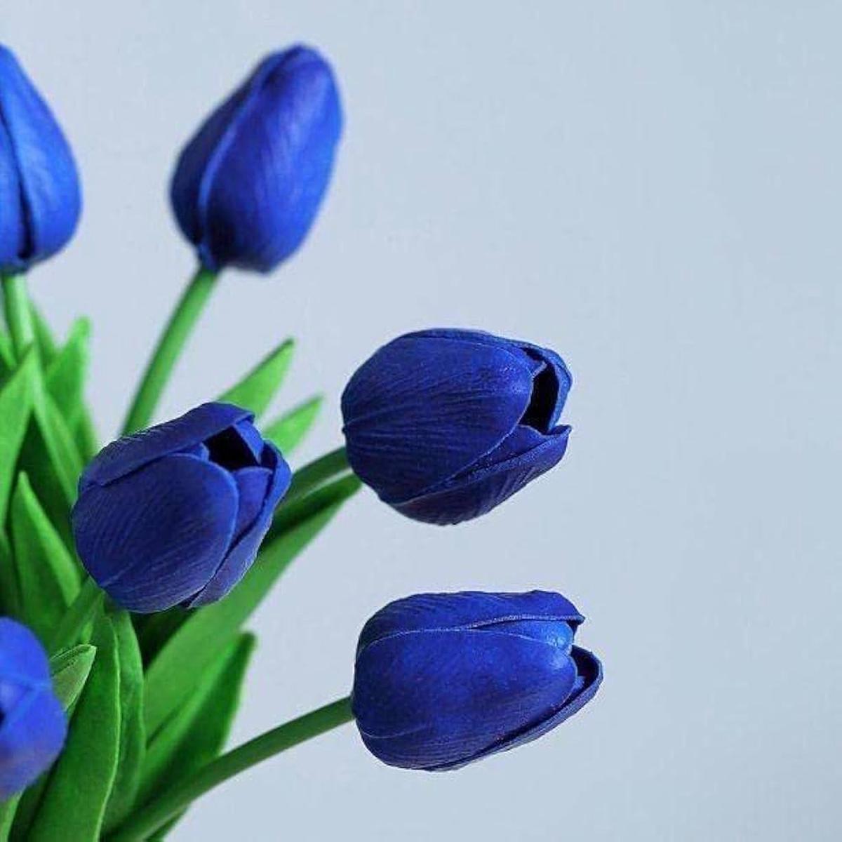 Dark Blue Tulip Flower Seeds for Planting Heirloom, Non-GMO, Shade Tolerant, High Germination