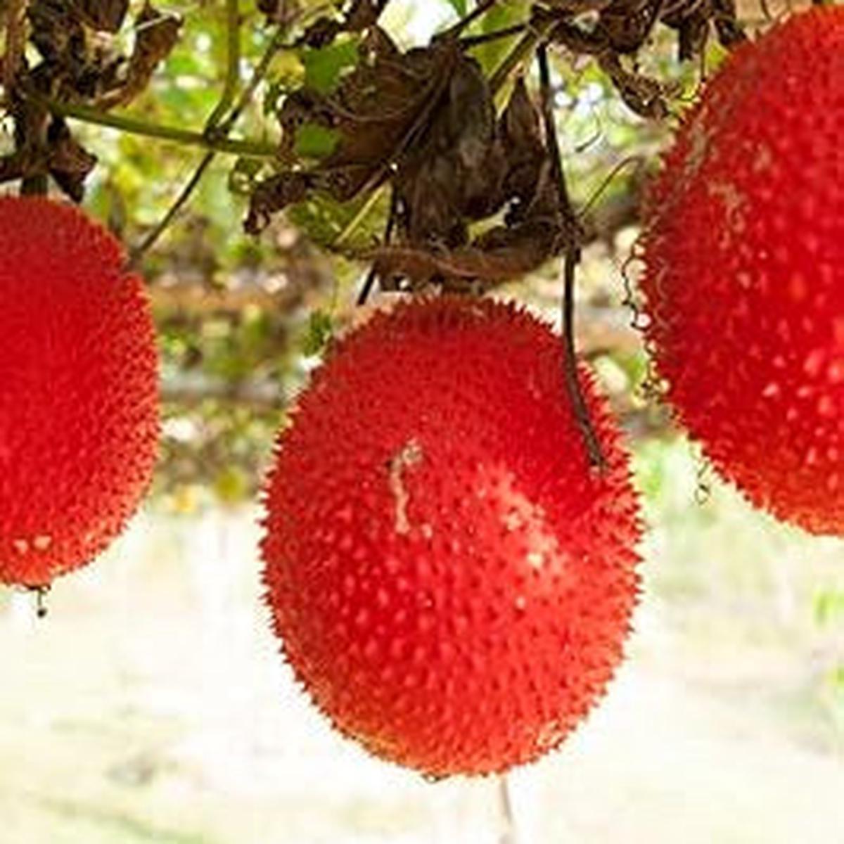 Gac fruit seeds for planting Heirloom & Non-GMO garden seeds, vibrant exotic superfruit variety