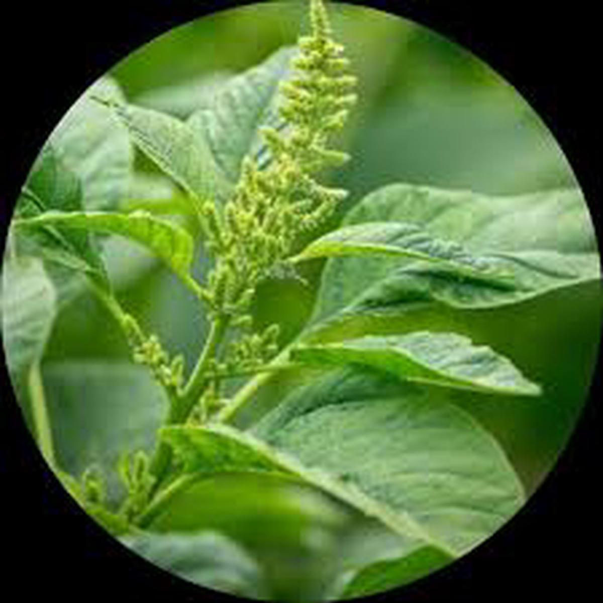 Green Amaranth Herb Seeds for Planting  Heirloom, Non-GMO Seeds for Containers and Garden