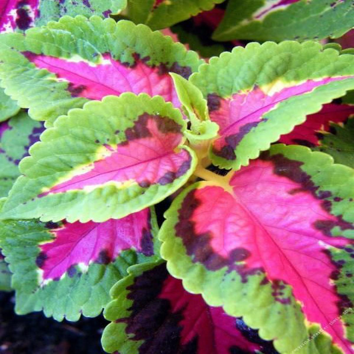 Green Pink Coleus Seeds for Planting Heirloom, Non-GMO, Bright Foliage, High Germination Variety