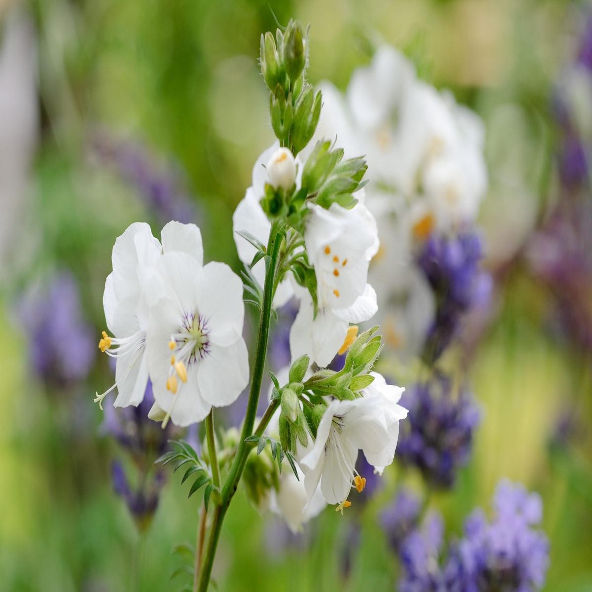 Jacob's Ladder Flower Seeds for Planting Perfect for Borders, Heirloom, Non-GMO