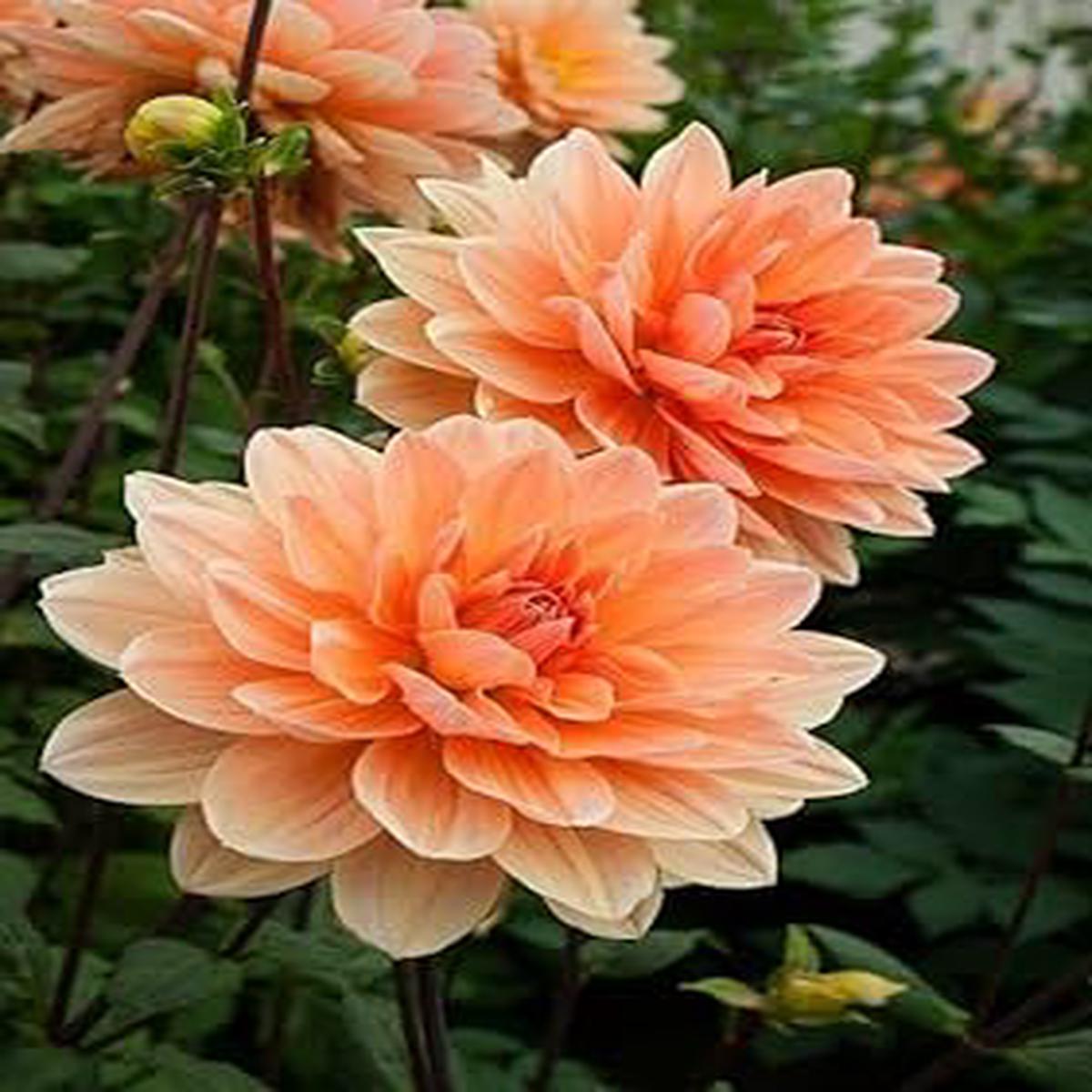 Light Orange Dahlia Flower Seeds for Planting Heirloom, Non-GMO, Fragrant High Germination Seeds