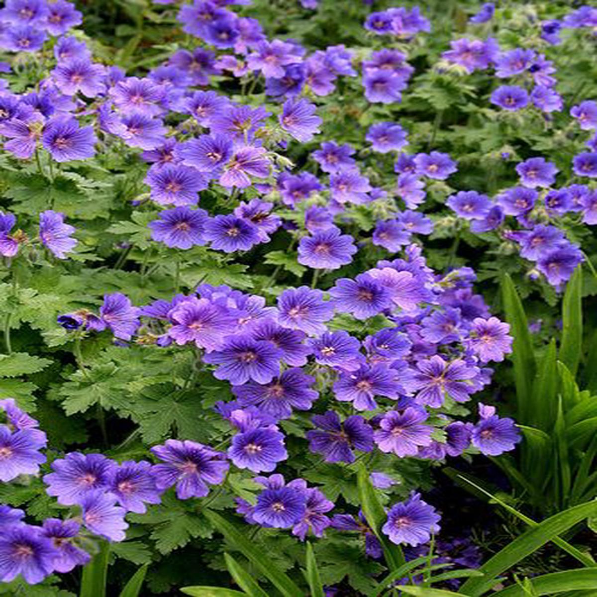 Light Violet Pelargonium Flower Seeds for Planting Heirloom, Non-GMO, High Germination Organic Garden Seeds