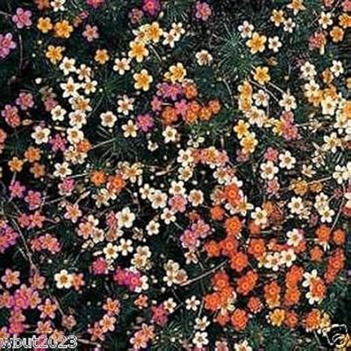 Mix Leptosiphon Flower Seeds for Planting Heirloom, Non-GMO, High Germination Organic Garden Seeds