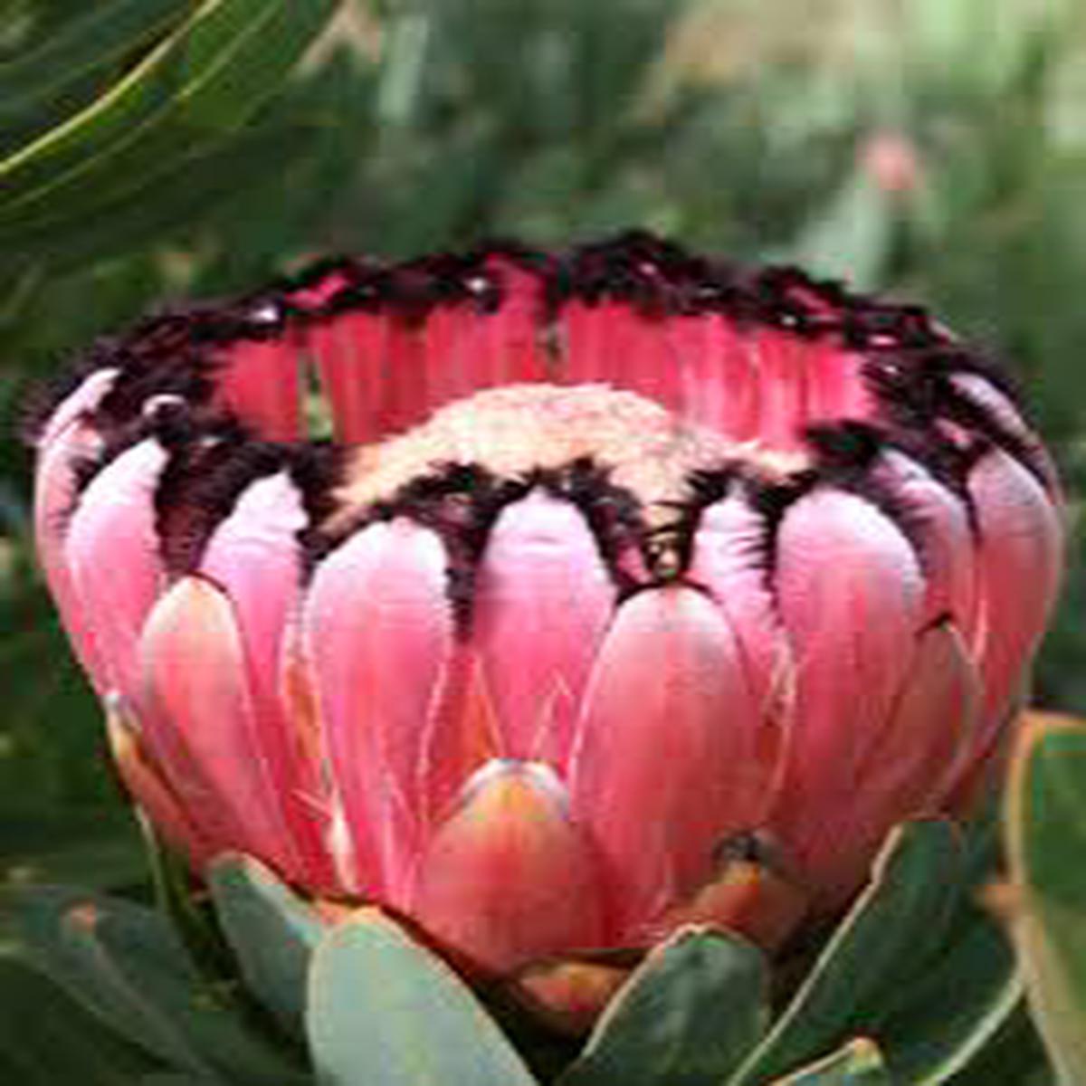 Pink Black Neriifolia Flower Seeds for Planting Compact Growth, Heirloom, Non-GMO, High Germination Organic Garden Seeds