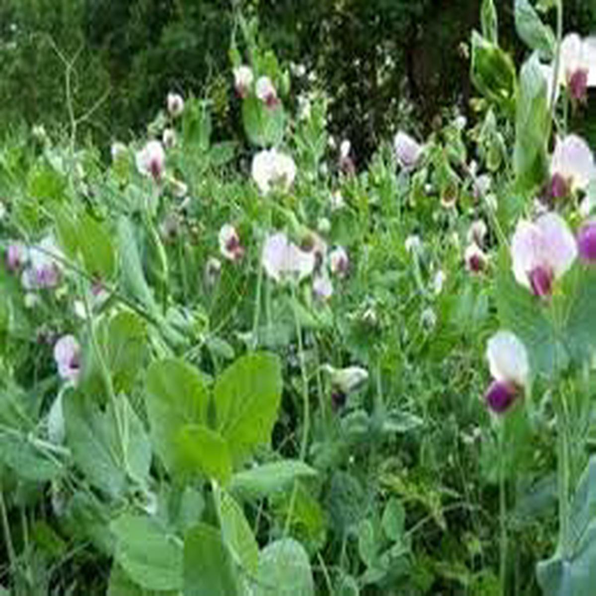 Pisum Sativum Flower Seeds for Planting Edible Garden Pea Seeds