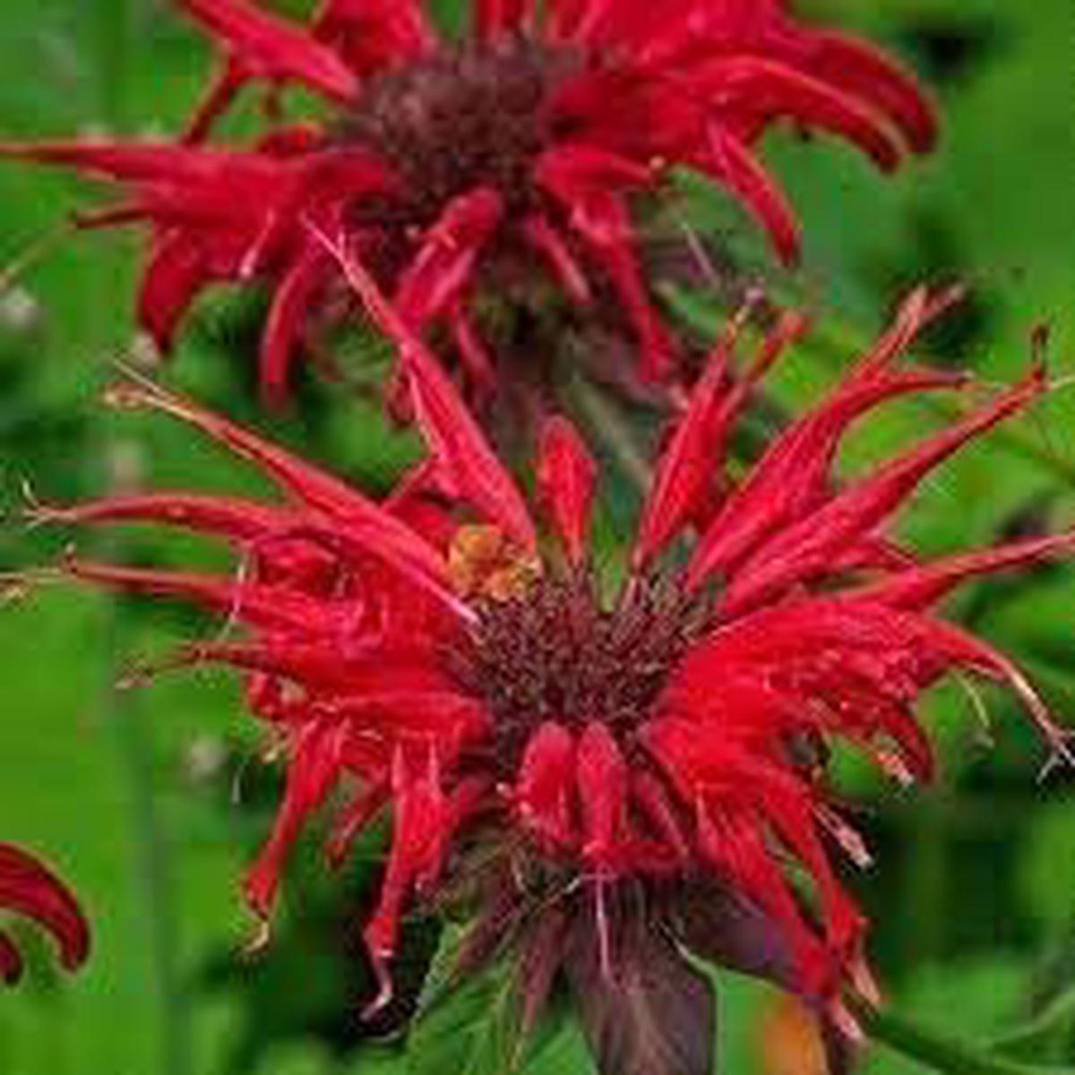 Red Bergamot Monarda Flower Seeds for Planting Seasonal Bloomer Heirloom Non-GMO Organic Garden Seeds