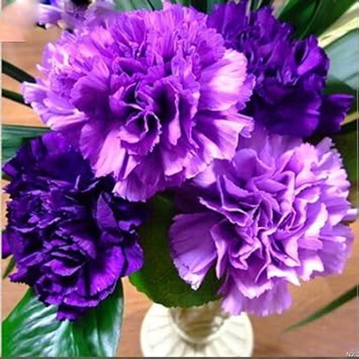Violet Caryophyllus Flower Seeds for Planting Shade Tolerant, Heirloom, Non-GMO, High Germination