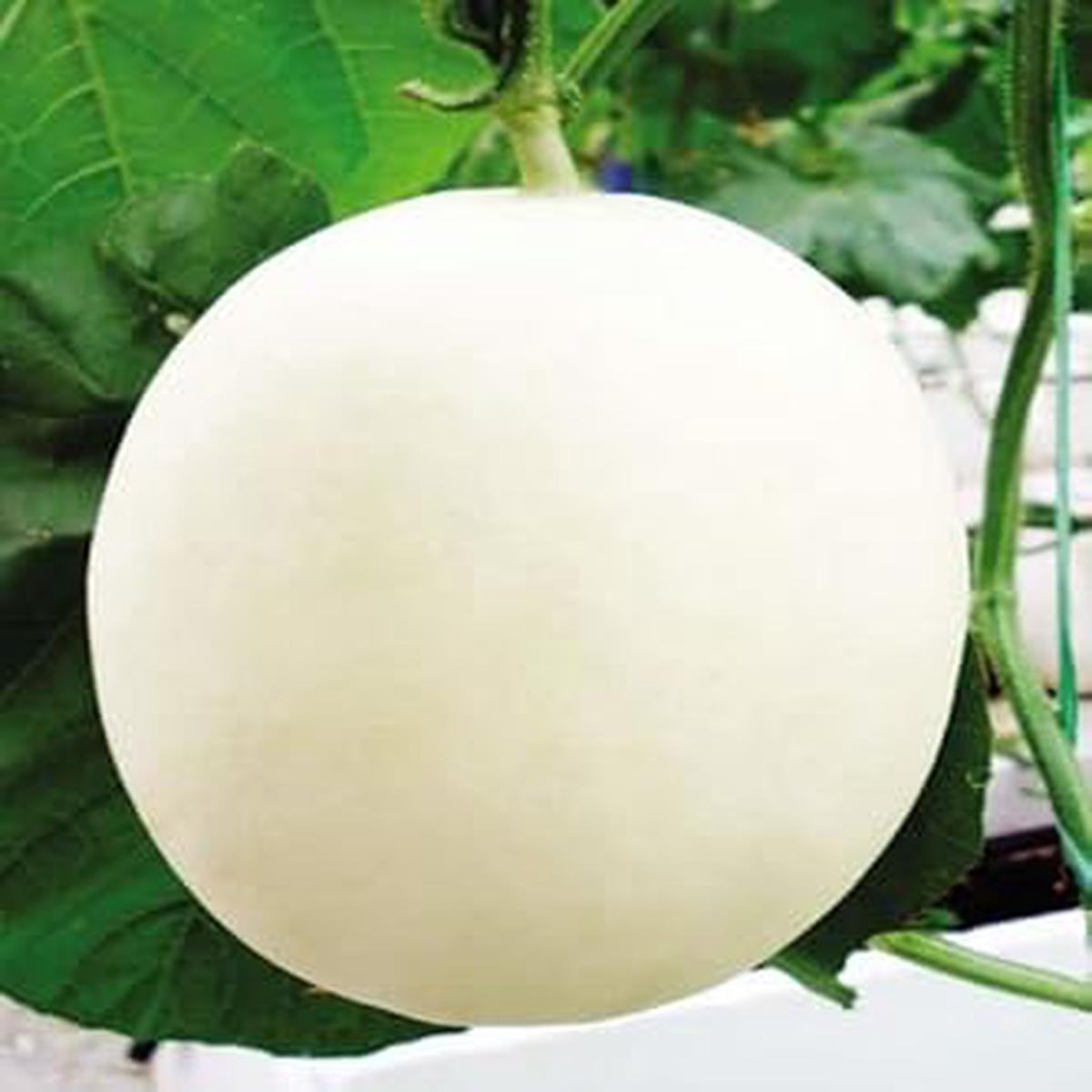 White HAMI Melon Fruit Seeds Heirloom & Non-GMO Garden Seeds 100 pcs