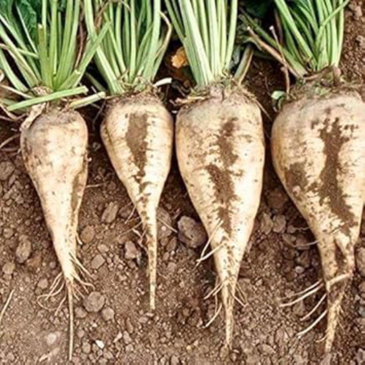 White Sugar Beet Vegetable Seeds for Planting  Heirloom & Non-GMO Seeds for Juicing & Cooking