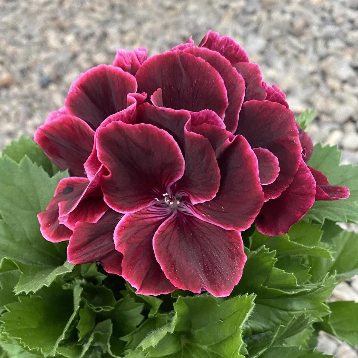Wine Red Geranium Flower Seeds for Planting Heirloom Non-GMO, High Germination Organic Garden Seeds