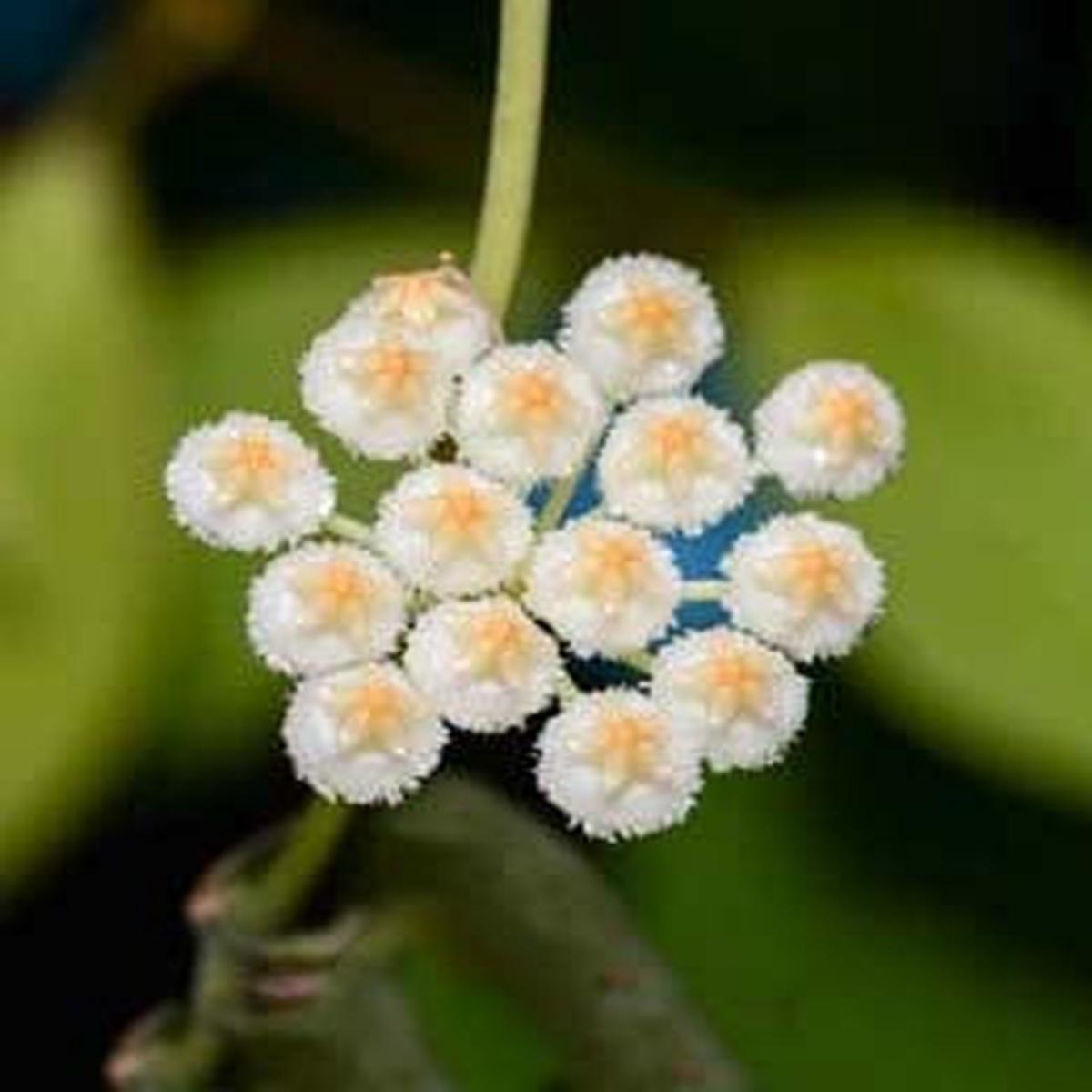 Yellow White Hoya Flower Seeds for Planting  Heirloom, Non-GMO, High Germination Organic Garden Seeds