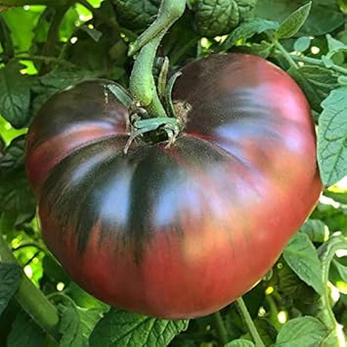 Black Brown Tomato Vegetable Seeds for Planting Heirloom & Non-GMO Garden Seeds