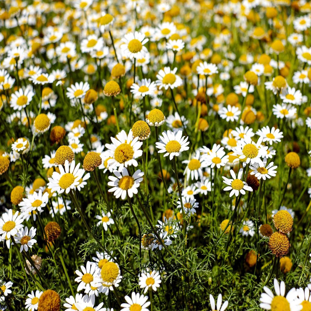 Chamaemelum Flower Seeds for Planting Beautiful Chamomile Blooms for Garden & Pots