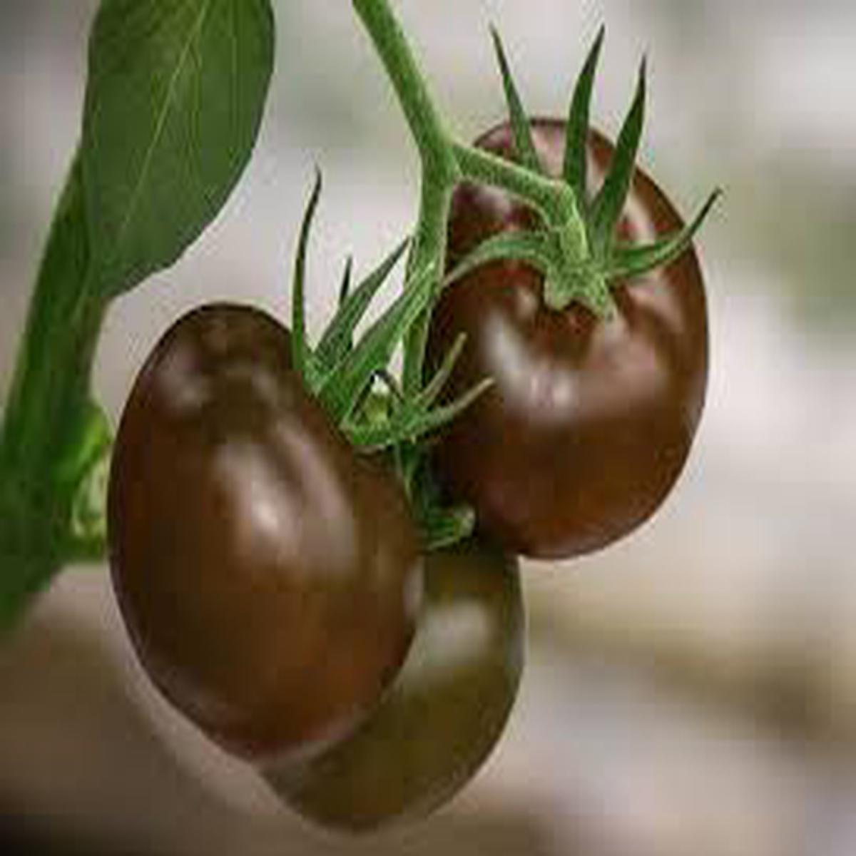 Chocolate Brown Tomato Seeds for Planting Heirloom, Non-GMO, High Germination, Rich Taste & Garden-Ready