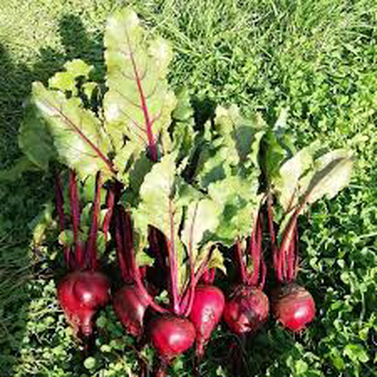 Dark Pink Beetroot Seeds for Planting Heirloom Non-GMO High Germination Organic Garden Seeds, Nutritious Root Vegetable