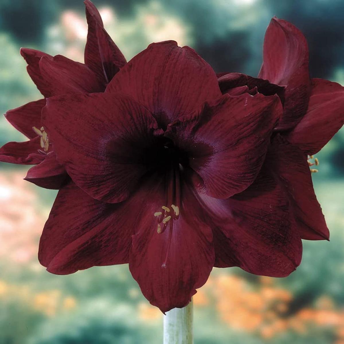 Deep Red Amaryllis Flower Seeds for Planting Heirloom, Non-GMO, Premium Quality, High Germination