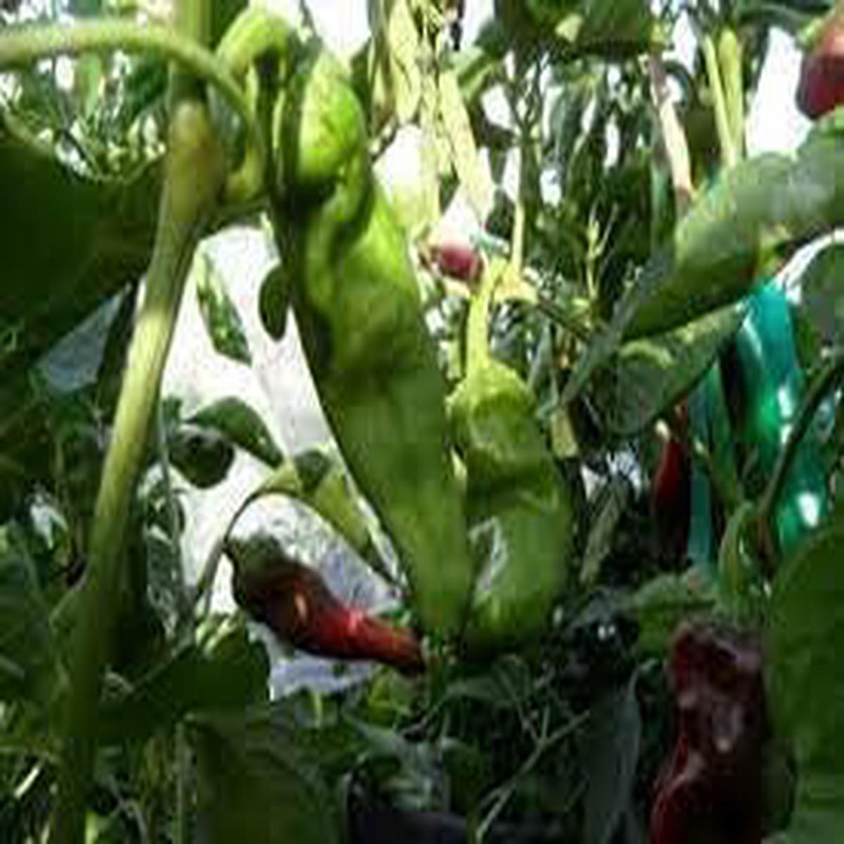 Gernika Pepper Vegetable Seeds for Planting Heirloom Non-GMO, High Germination Organic Garden Seeds