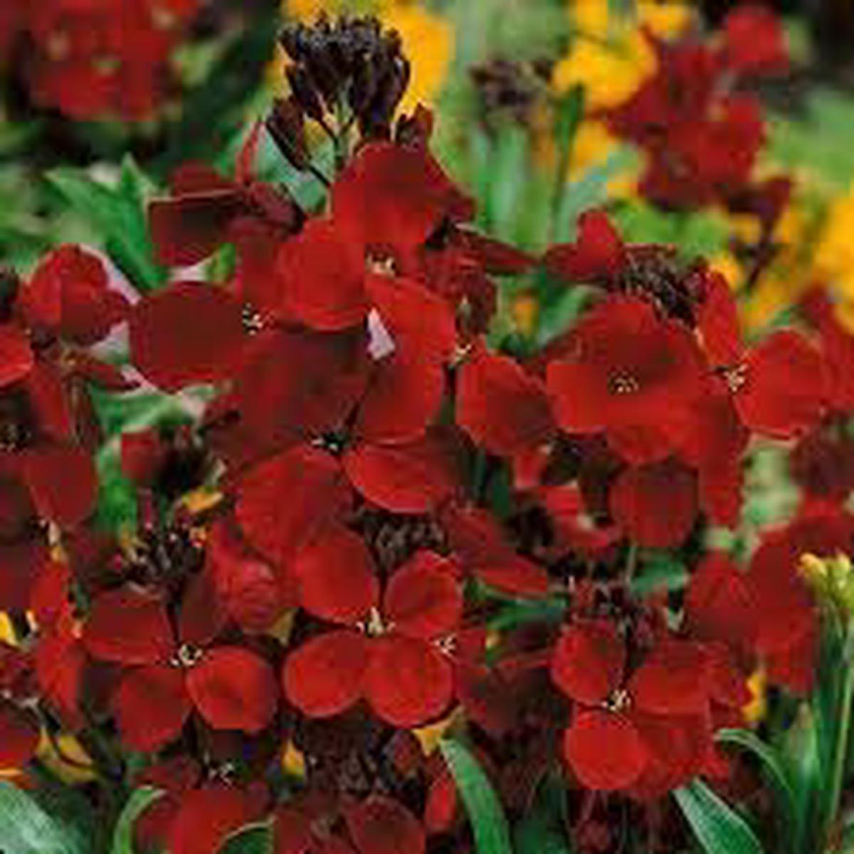 Heirloom Scarlet Flower Seeds for Planting Non-GMO, Long Bloom Organic Garden Seeds