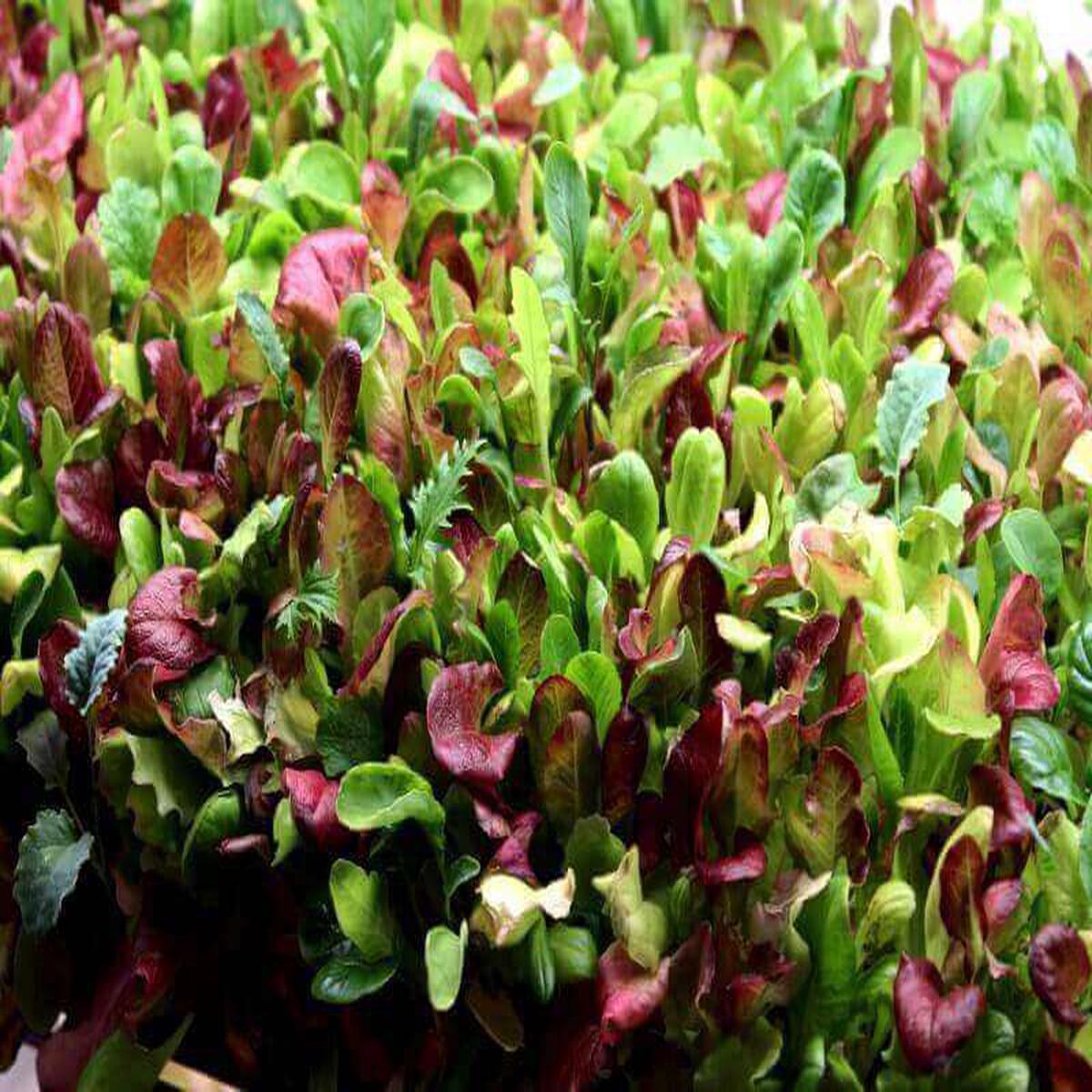 Indoor Lettuce Mix Seeds for Planting Heirloom, Non-GMO, Leafy Vegetable for Containers High Germination