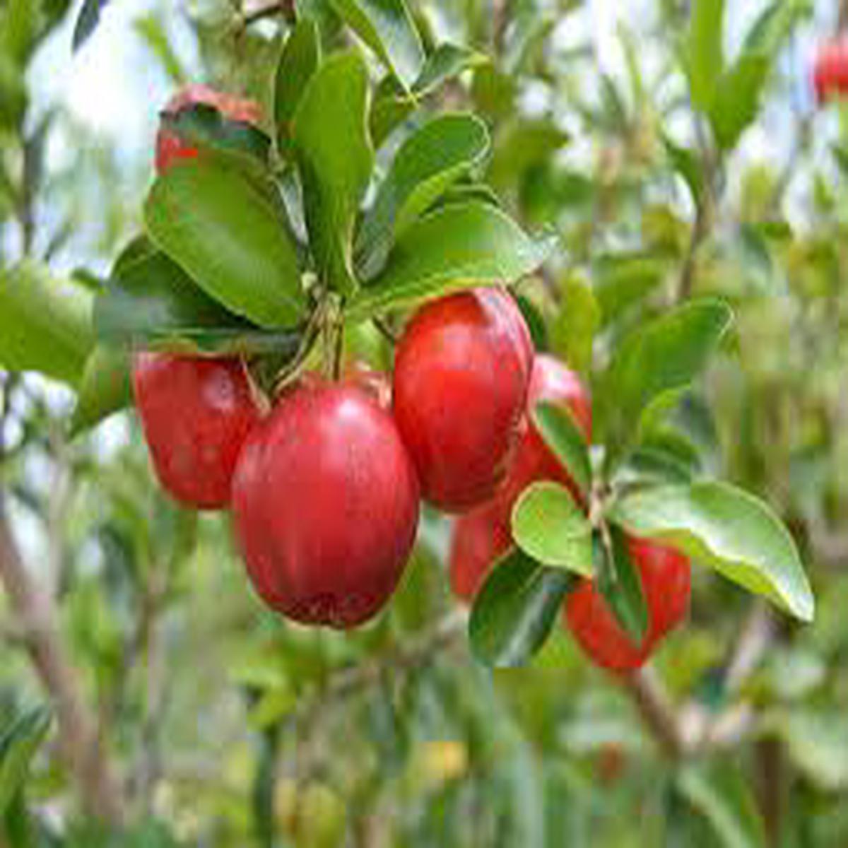 Malpighia Glabra fruit seeds for planting - Heirloom & Non-GMO Garden seeds