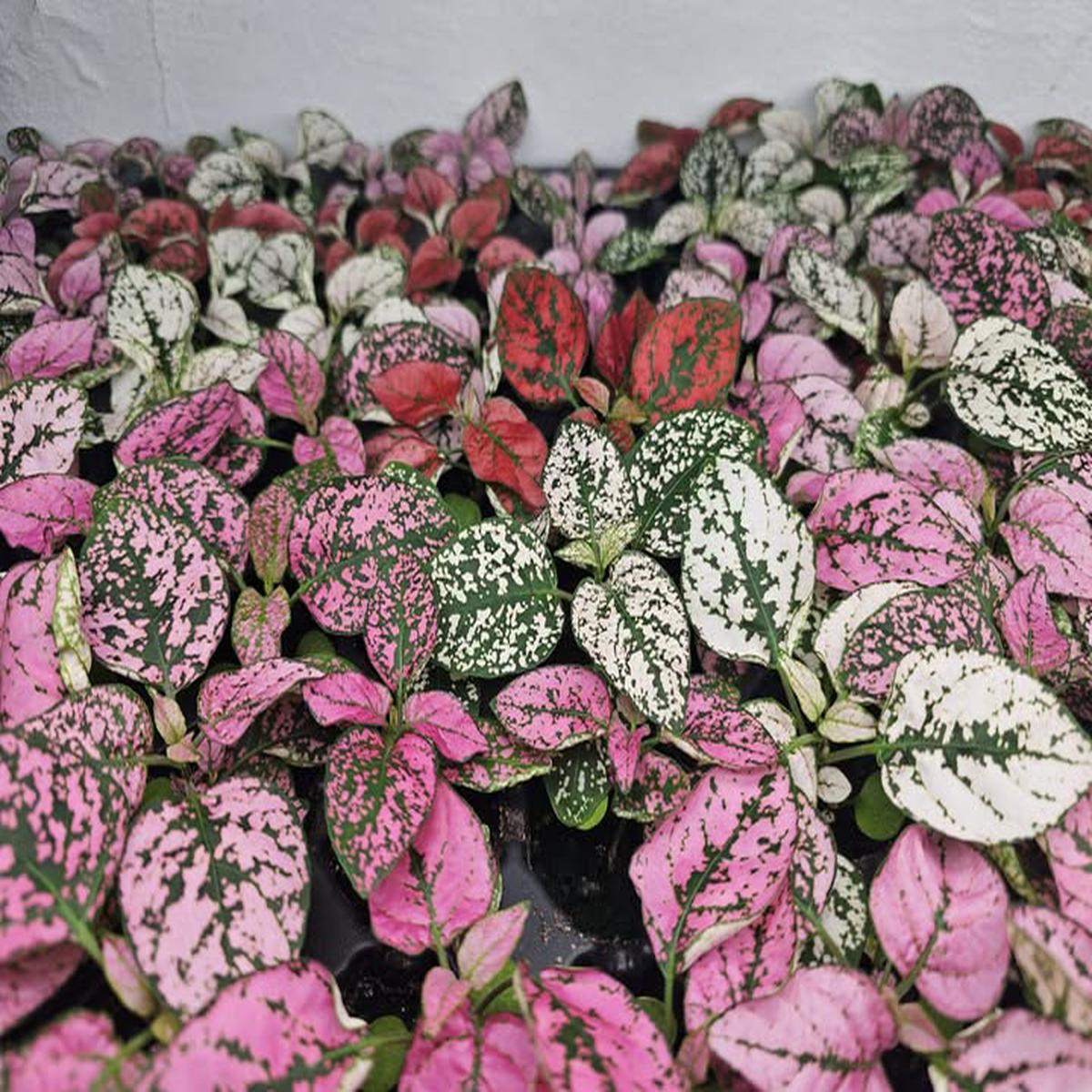 Pink Green Hypoestes Splash Flower Seeds for Planting Heirloom Non-GMO, High Germination Organic Garden Seeds