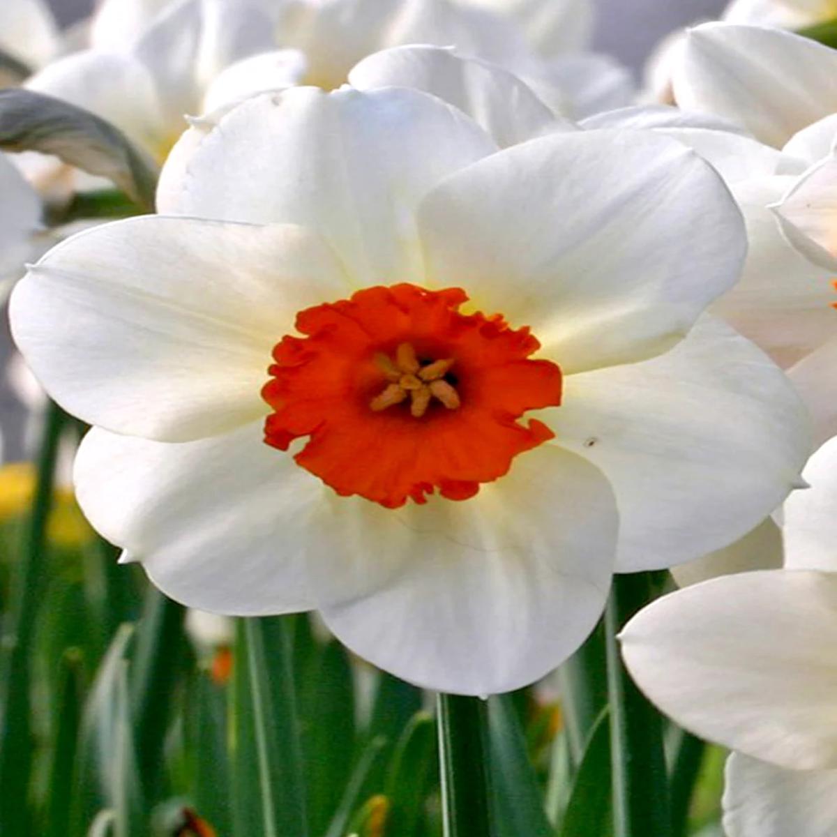 Thick Orange White Daffodils Flower Seeds for Planting Heirloom, Non-GMO, Easy to Grow, High Germination