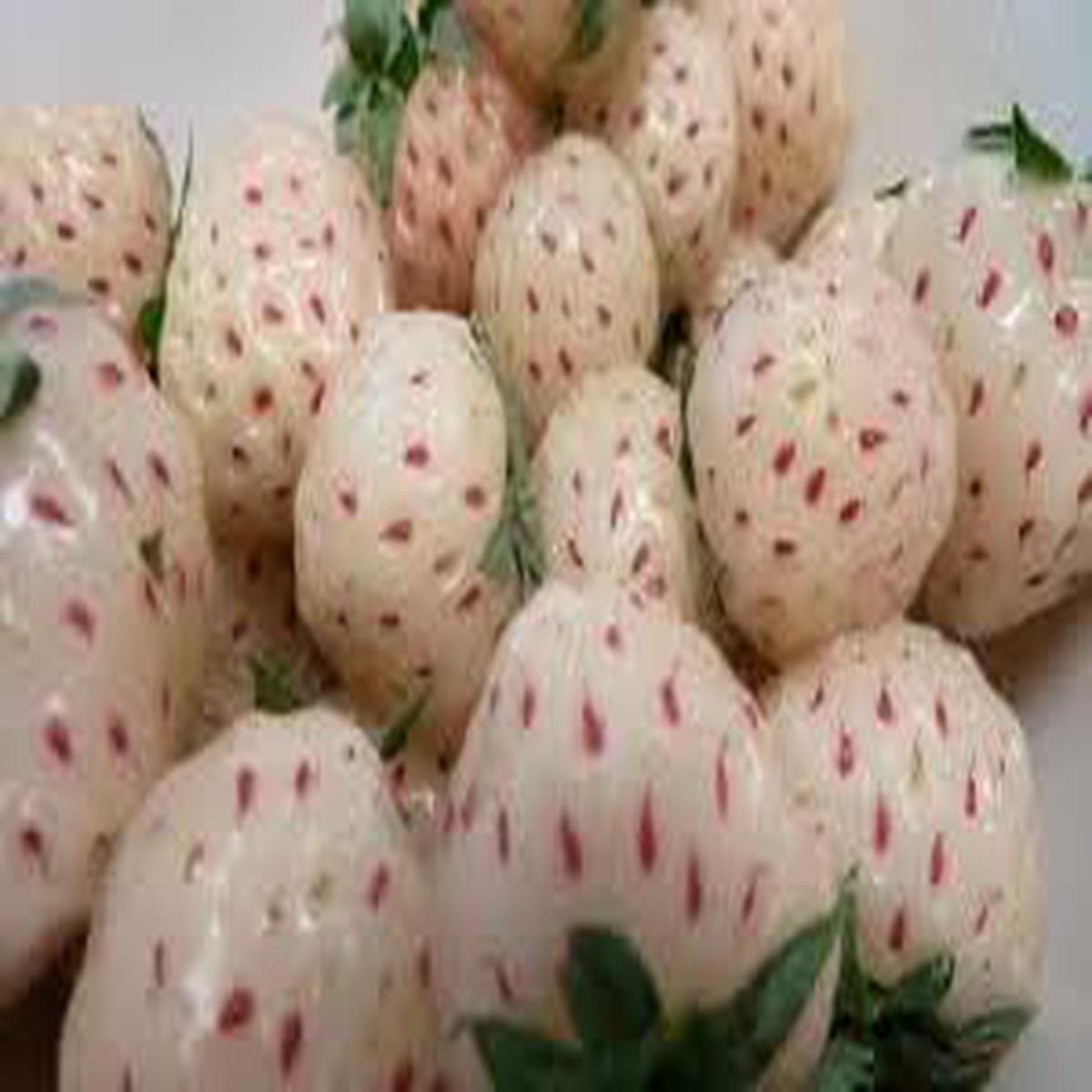 White Strawberry Fruit Seeds for Planting Heirloom, Non-GMO Seeds for Rare Berry Garden Delights