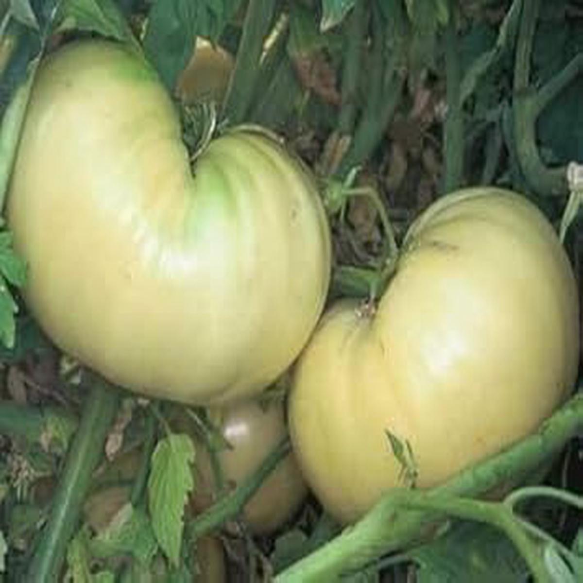 White Tomato Fruit Seeds for Planting  Heirloom & Non-GMO Garden seeds, sweet and rare tomato variety