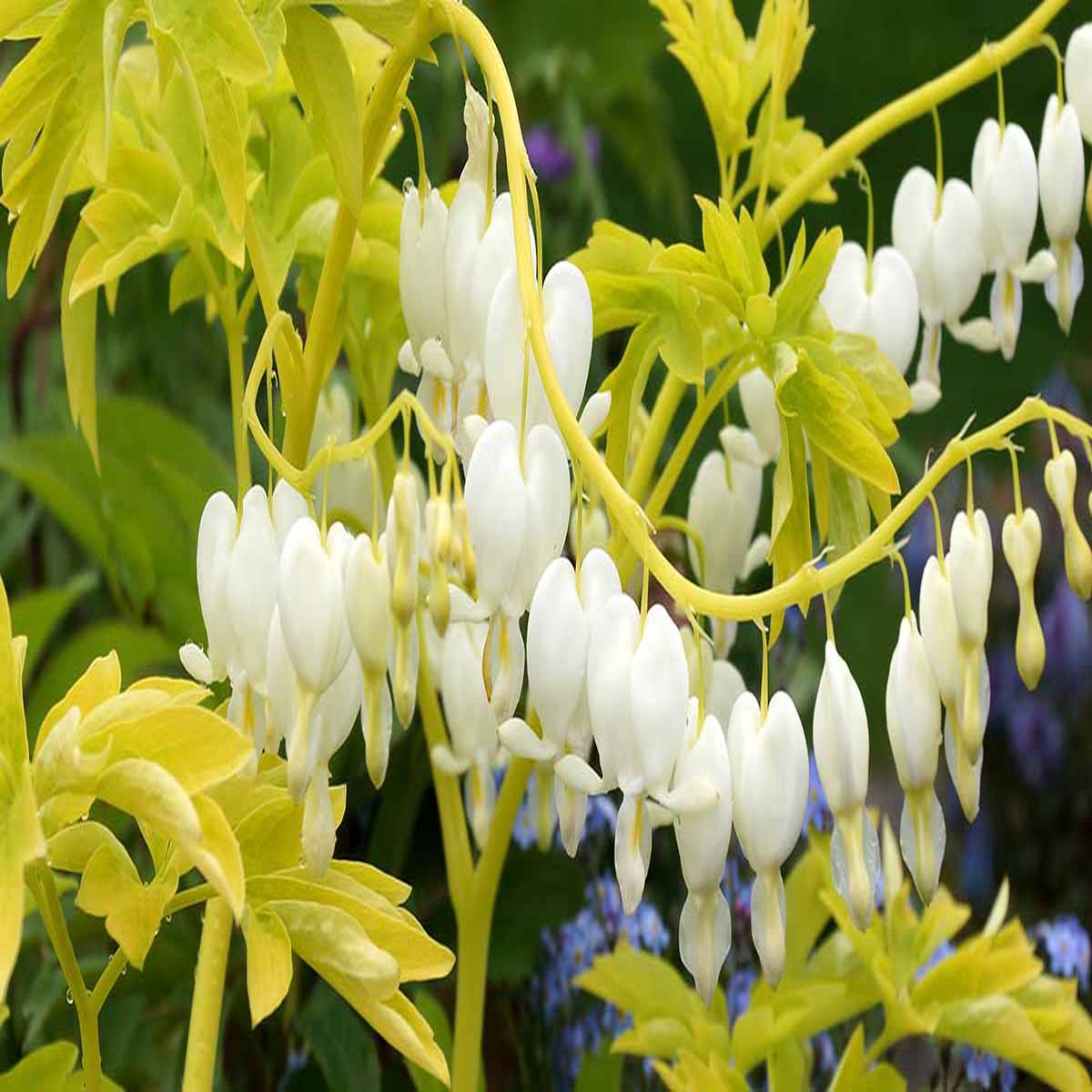 White Yellow Heart Flower Seeds for Planting Heirloom Non-GMO High Germination Organic Garden Seeds