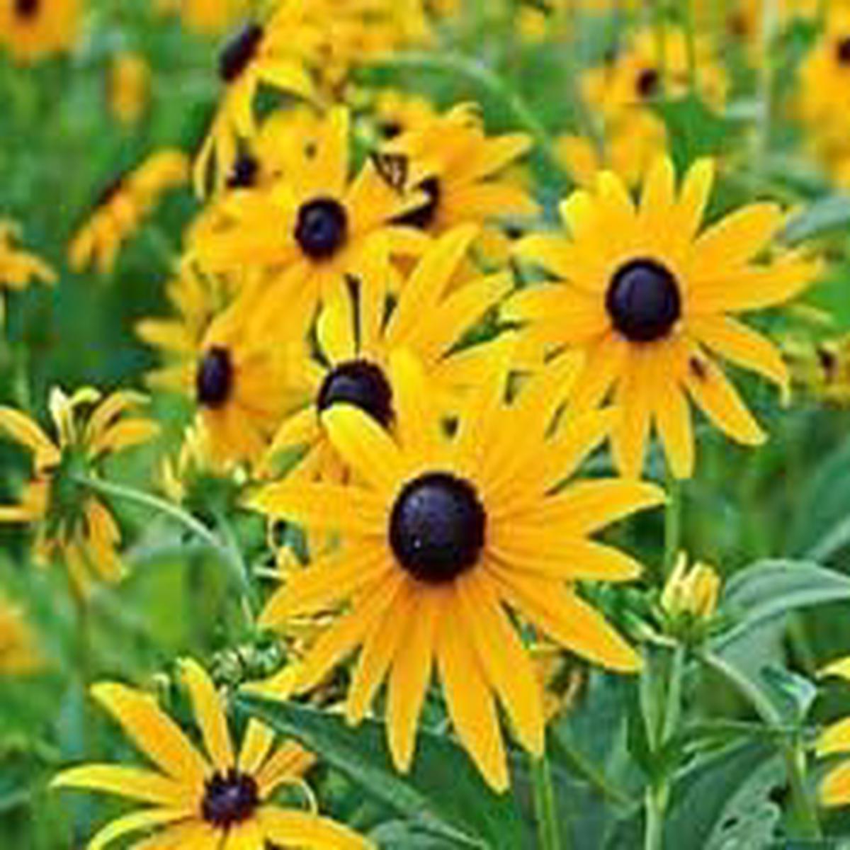 Yellow Goldsturm Flower Seeds for Planting Hardy Perennial Black-Eyed Susan Variety