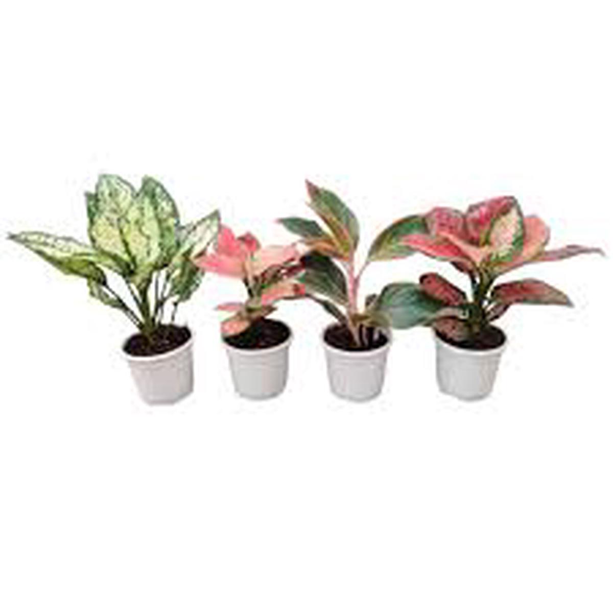 Aglaonema Mixed Seeds for Planting  Bright Blooming Heirloom Non-GMO Organic Garden Seeds, High Germination