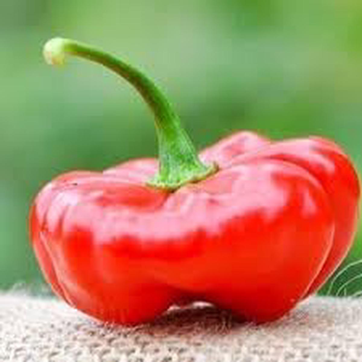 Aji Pepper Seeds for Planting Heirloom & Non-GMO, High Germination Organic Garden Seeds for Bold Chili Flavor