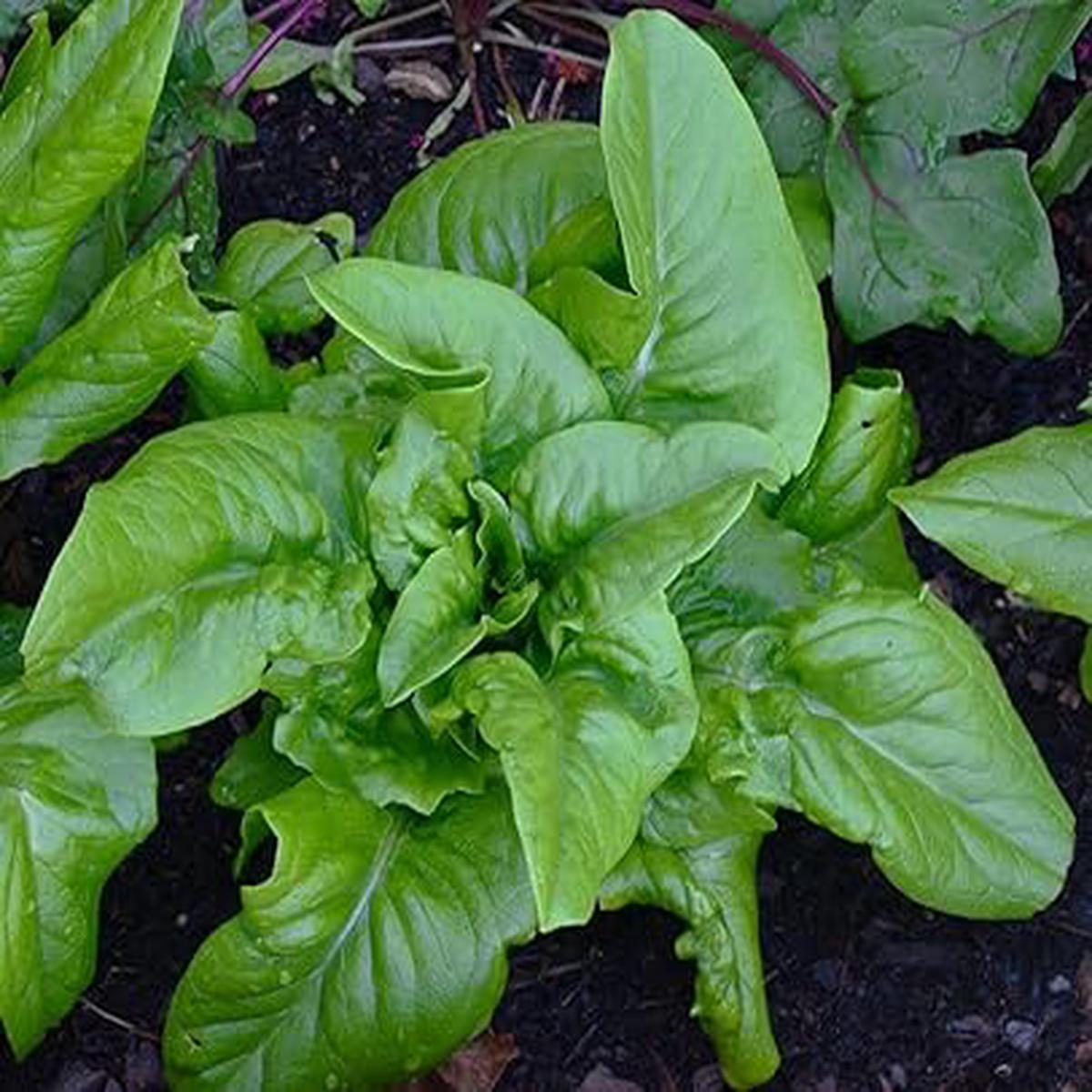 Amish Deer Tongue Lettuce Seeds for Planting Heirloom, Non-GMO, Crisp Organic Garden Seeds High Germination, Leafy Harvest