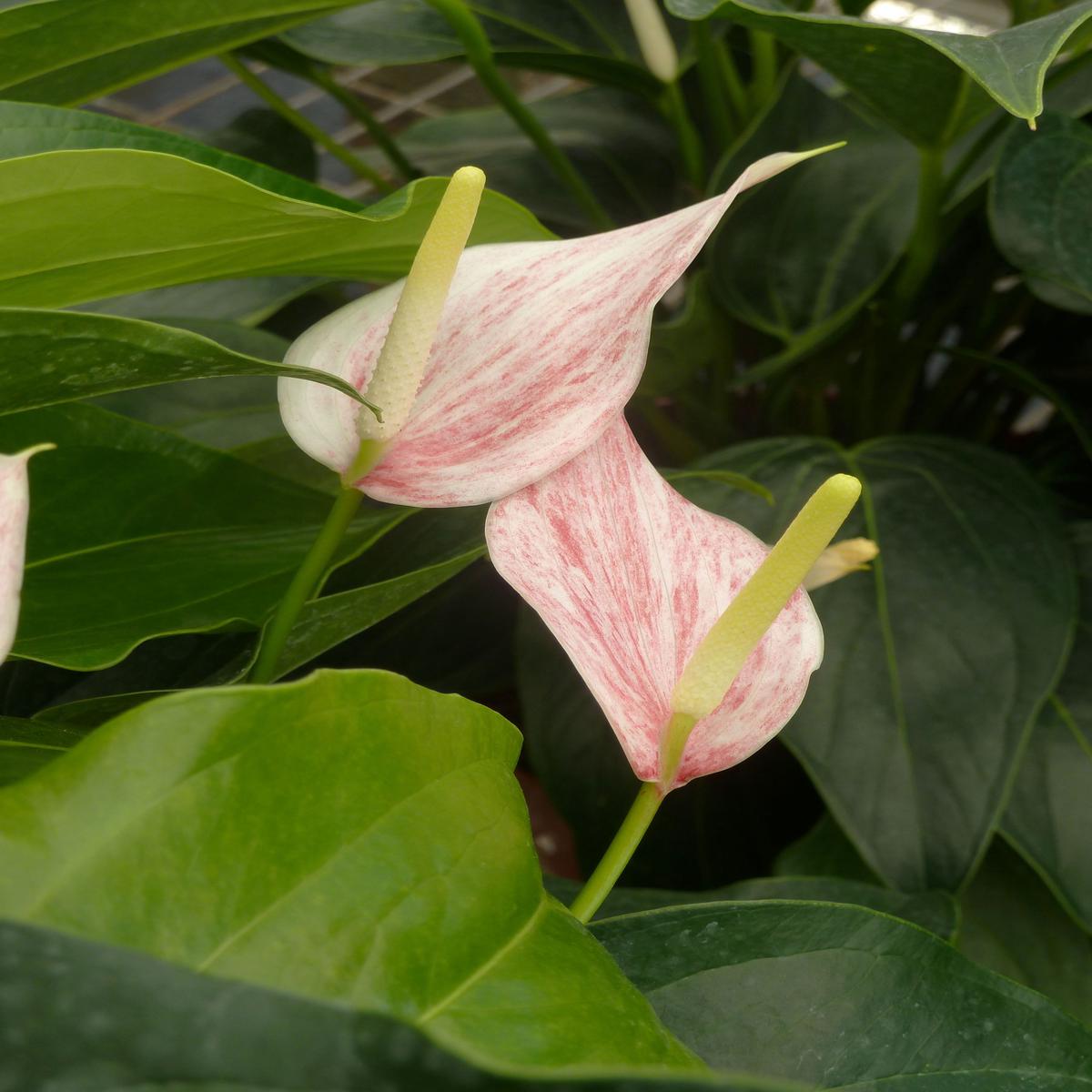 Anthurium White Pink Flower Seeds for Planting Heirloom, Non-GMO
