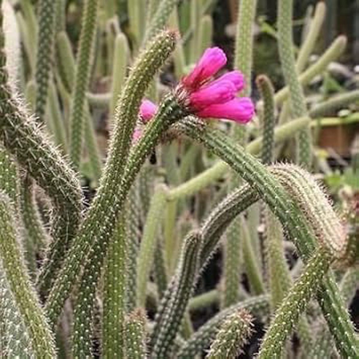 Arrojadoa Penicillata Seeds for Planting  Heirloom & Non-GMO Seeds for Rare Cactus Enthusiasts