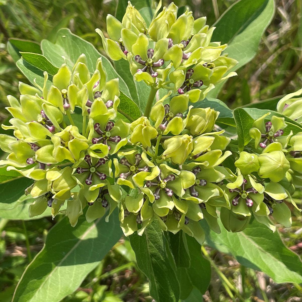 Asclepias Flower Seeds for Planting Fragrant Blossoms, Heirloom & Non-GMO Seeds