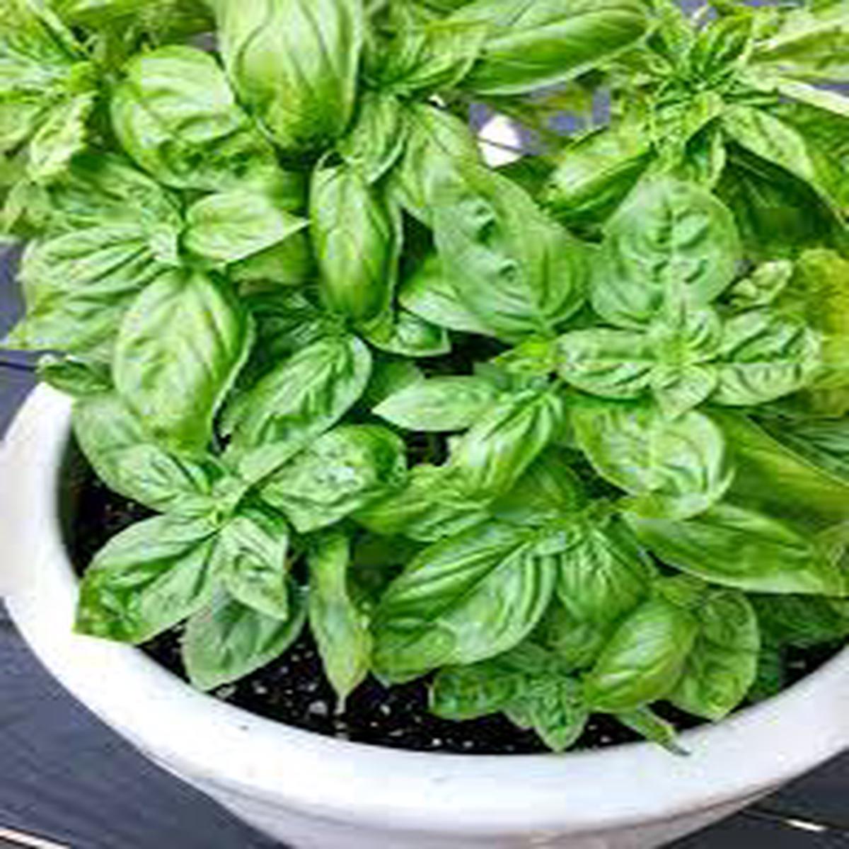 Basil Vegetable Seeds for Planting  Heirloom, Non-GMO, Organic Garden Seeds, High Germination, Aromatic Kitchen Herb