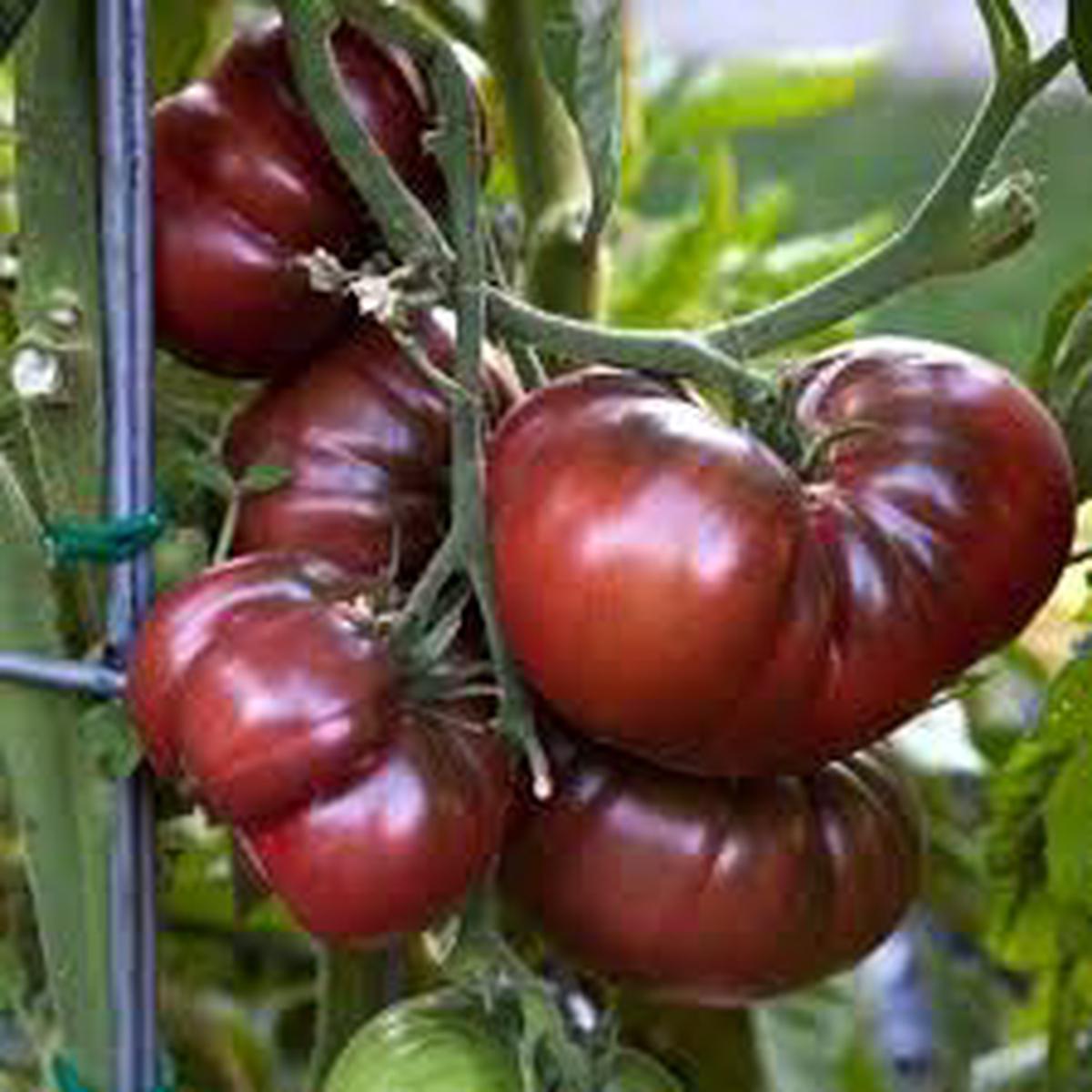 Black Krim Tomato Vegetable Seeds for Planting  Heirloom Non-GMO Dark Fruit Variety