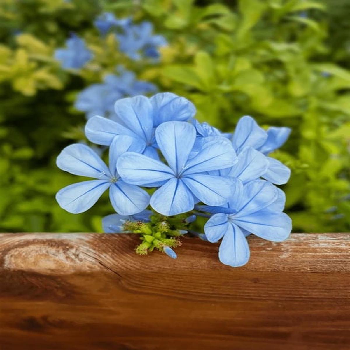 Blue Jasminum Sambac Flower Seeds for Planting Heirloom, Non-GMO, Pollinator Friendly, High Germination